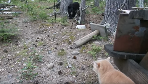 Cat_chases_bear.png