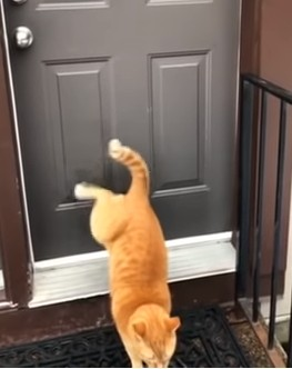 knock_knock.png