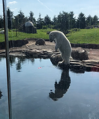 polar_bear.png
