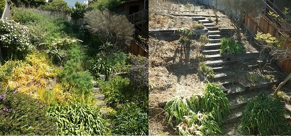 goats_eating_backyard.png