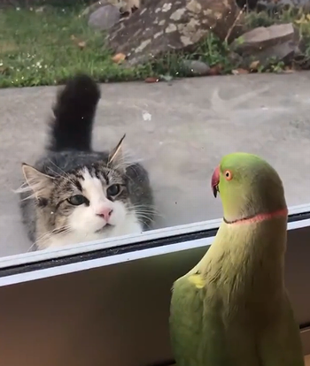 its_a_bird_playing_peekaboo.png
