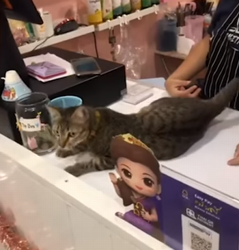 Parkour_kitty_high_five.png