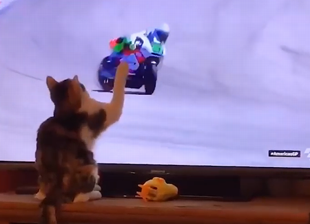 cat_knocks_guy.png