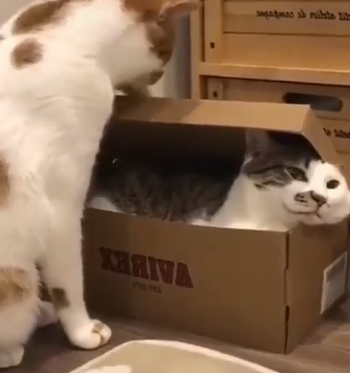 catloversclub.png