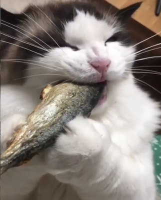cat_asmr.png