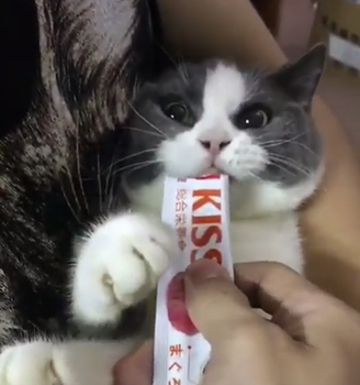 meow_or_eat.png