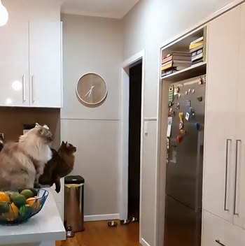 5_crazy_cats_from_Australia.png