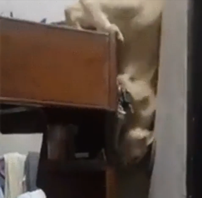 This_cat_was_scared_of_jumping.png