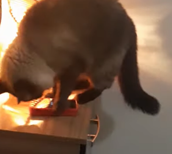 Cat_Turns_Off_Phone_Alarm.png