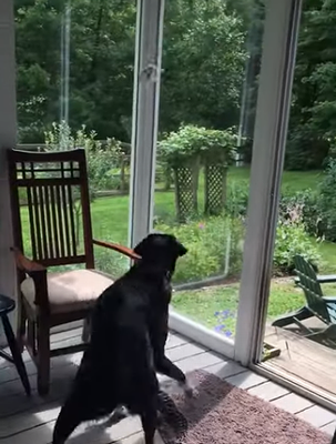Dog_Helps_Bird_Find_Freedom.png