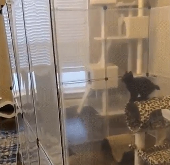 super_kitty.png