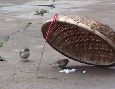 This_bird_knows.png