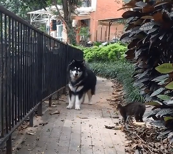 Scaredy_cat.png