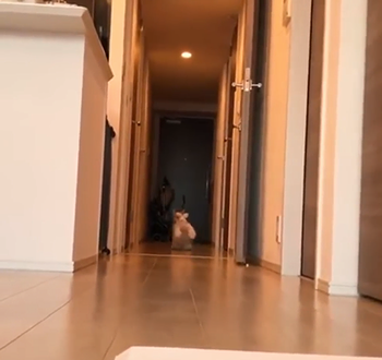cat_passing_by.png