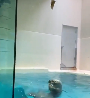 Otter_has_some_ups.png