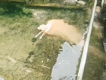 melting_dog.png