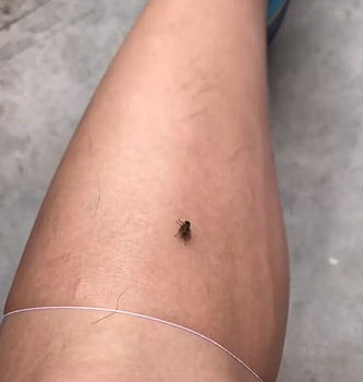 Catching_a_fly_with_a_string.png