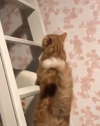 the_way_it_hops.png