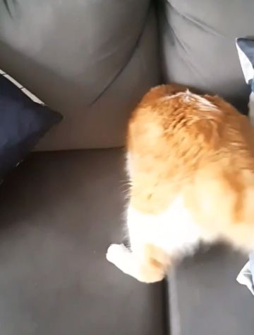 inside_the_couch.png