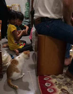 Cat_Confused_by_Cajon.png