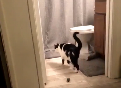 cat_logic.png