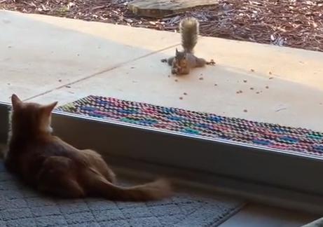 Seductive_Squirrel.png