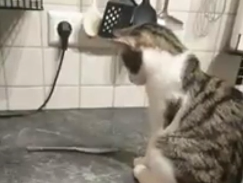 fork_and_kitty.png