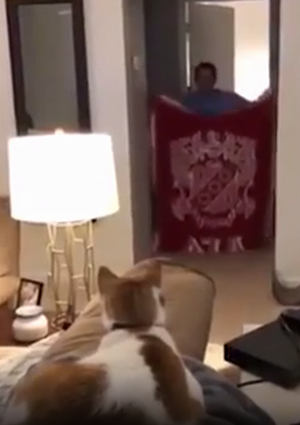 Cat_freaking_out.png