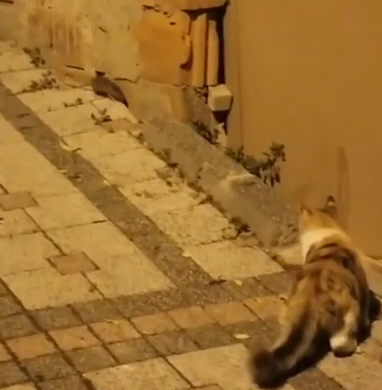 mouce_and_cat.png