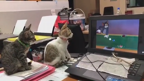 Tom_and_Jerry.png