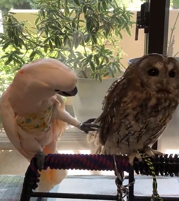 Fellow_birb.png