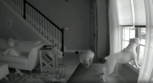 my_dogs_crisis.png