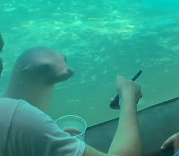 Being_Shown_Female_Sea_Lions.png