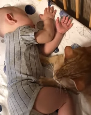 Cute_Kitty_Massages.png
