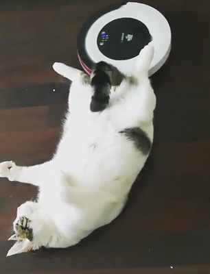 roomba_massage.png