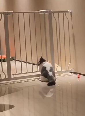 They_say_cats_are_liquid.png