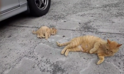 Cute_kitten_learns_to_roll.png