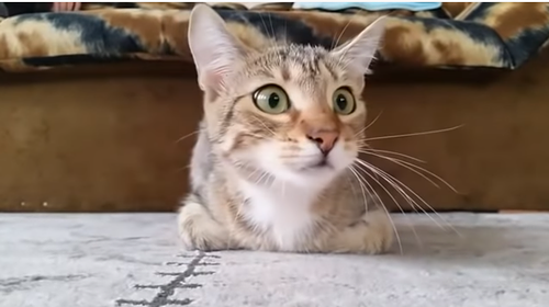 cat_watching_horror_movie.png