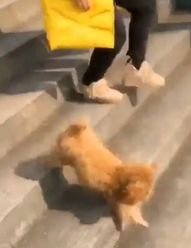 My_paws_wont_touch.png