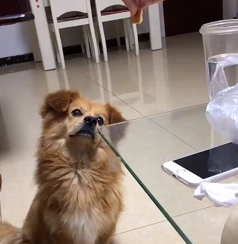 dog_physics.png