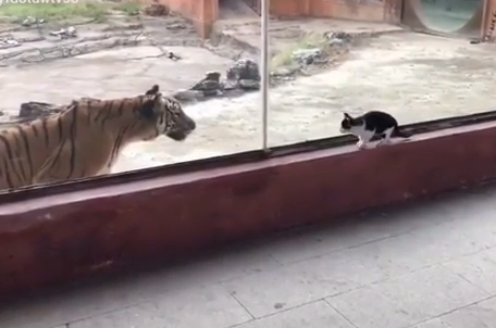 kitty_meets_kitty.png