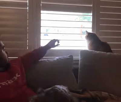 Cat_Shows_Dominance.png