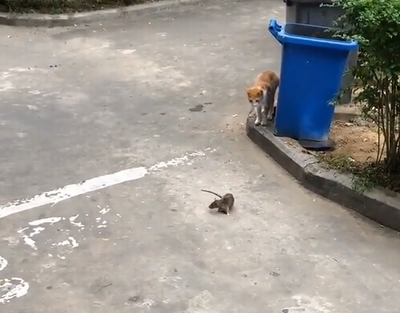 cat_and_rat.png