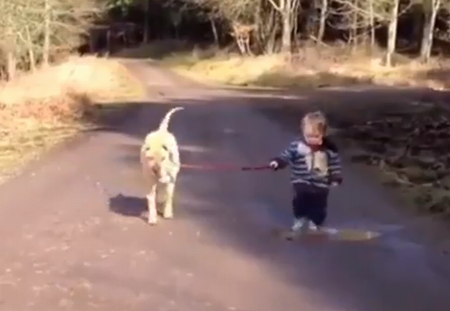 Adorable_dog.png