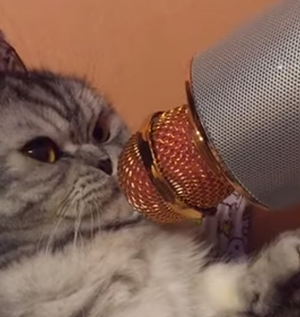 Cat_Funnily_Meows.png