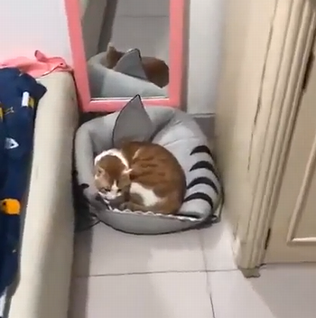 Stray_cat.png