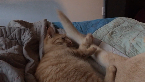 kitten_and_Labrador.png
