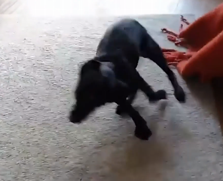 Zoomies_on_a_nylon_treadmill.png