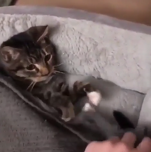 Cat_being_tucked_in.png