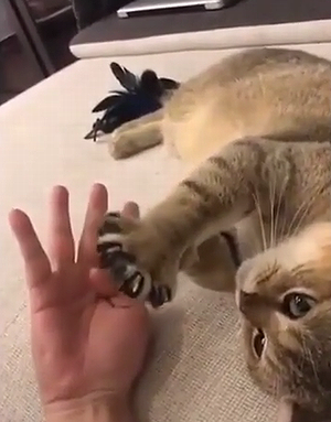 pows_cat.png